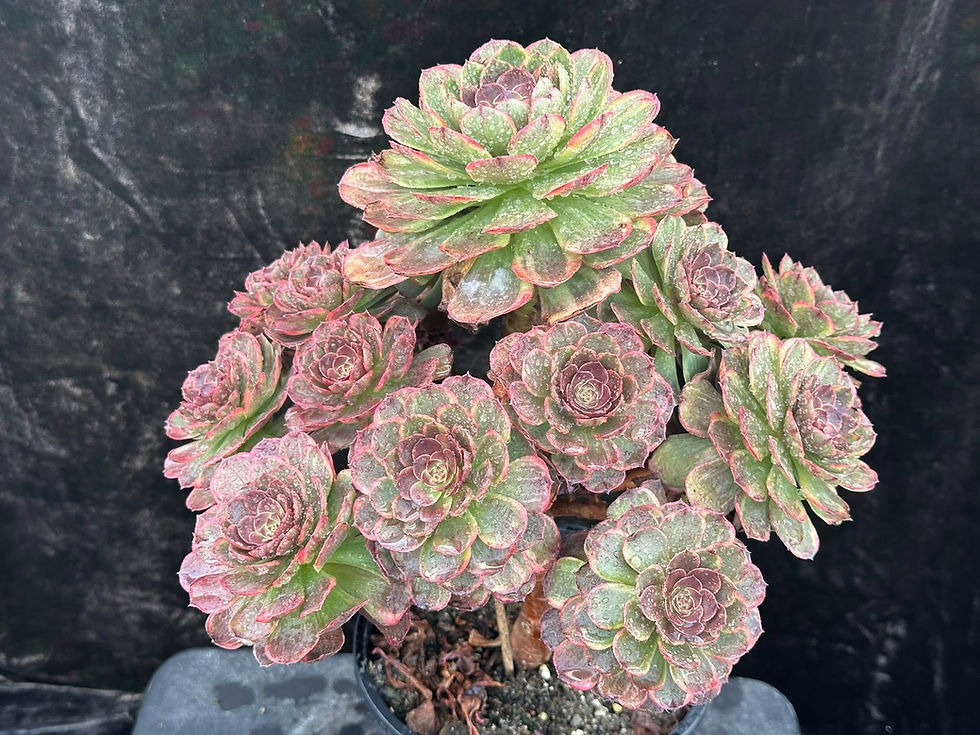 Thumbnail: AEONIUM-UNIQUE 9-HALLOWEEN CHOCOLATE VARIEGATED
