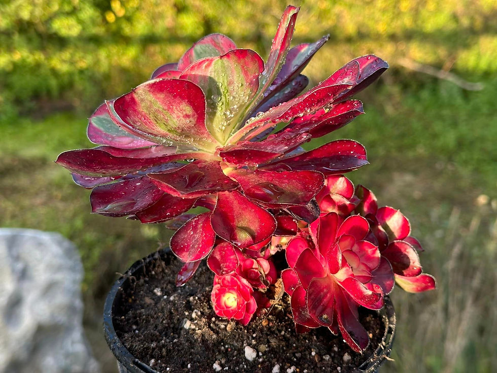Thumbnail: AEONIUM-UNIQUE 14-VOODOO WHITE VARIEGATED