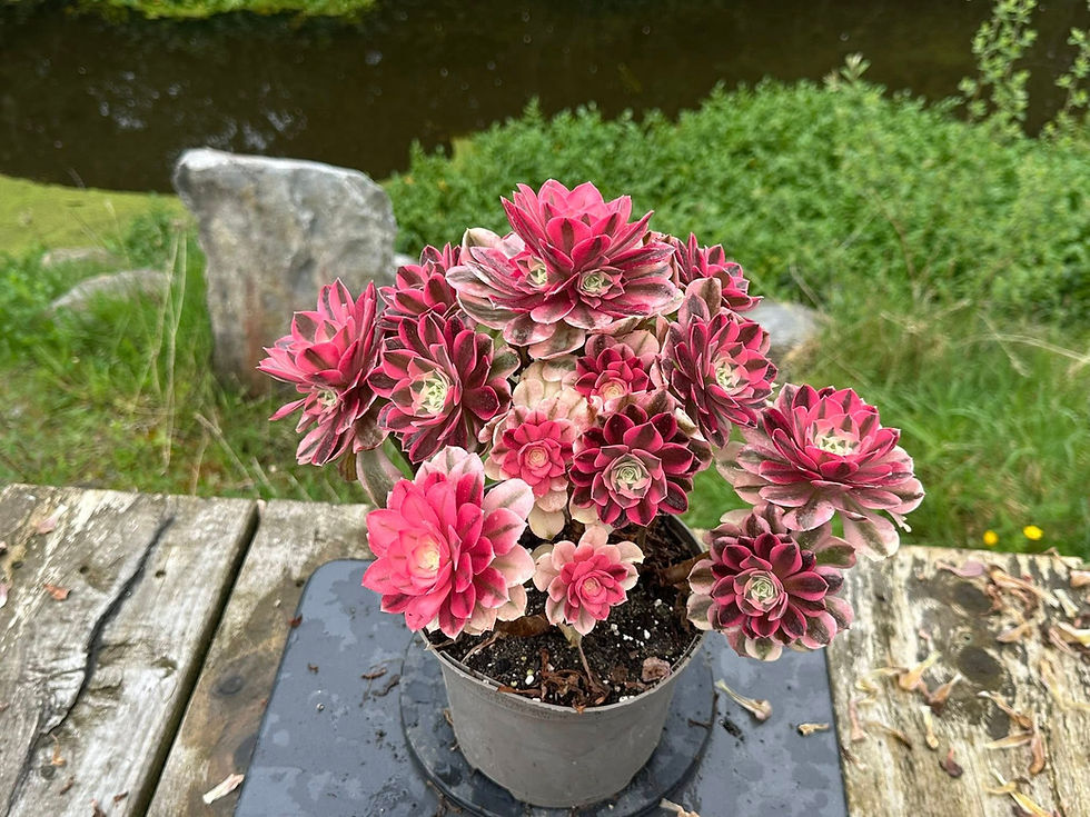Thumbnail: AEONIUM-UNIQUE 103-PINK WITCH VARIEGATED