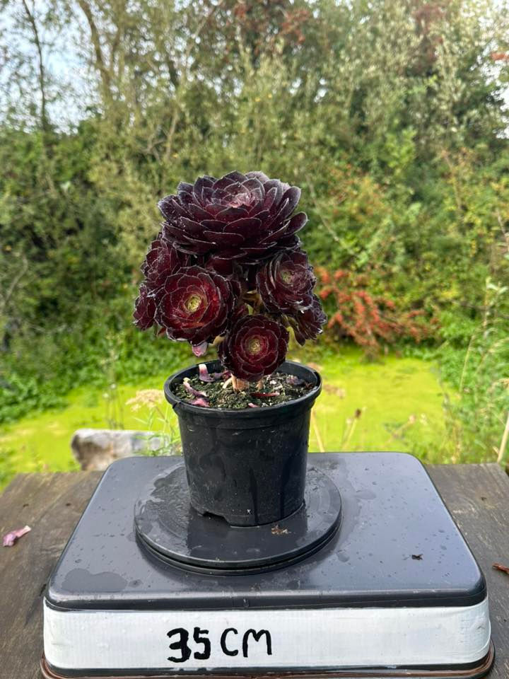 Thumbnail: AEONIUM-UNIQUE 11-BLACK HALLOWEEN VARIEGATED