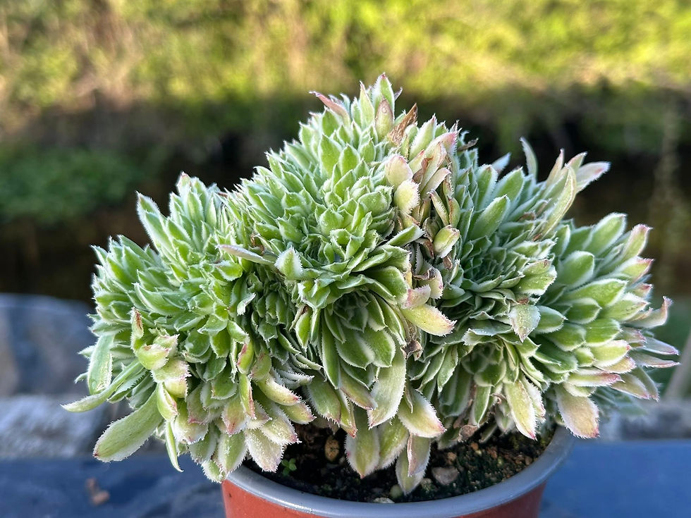 Thumbnail: AEONIUM-UNIQUE 18-GREEN WAVE VARIEGATED CRESTED