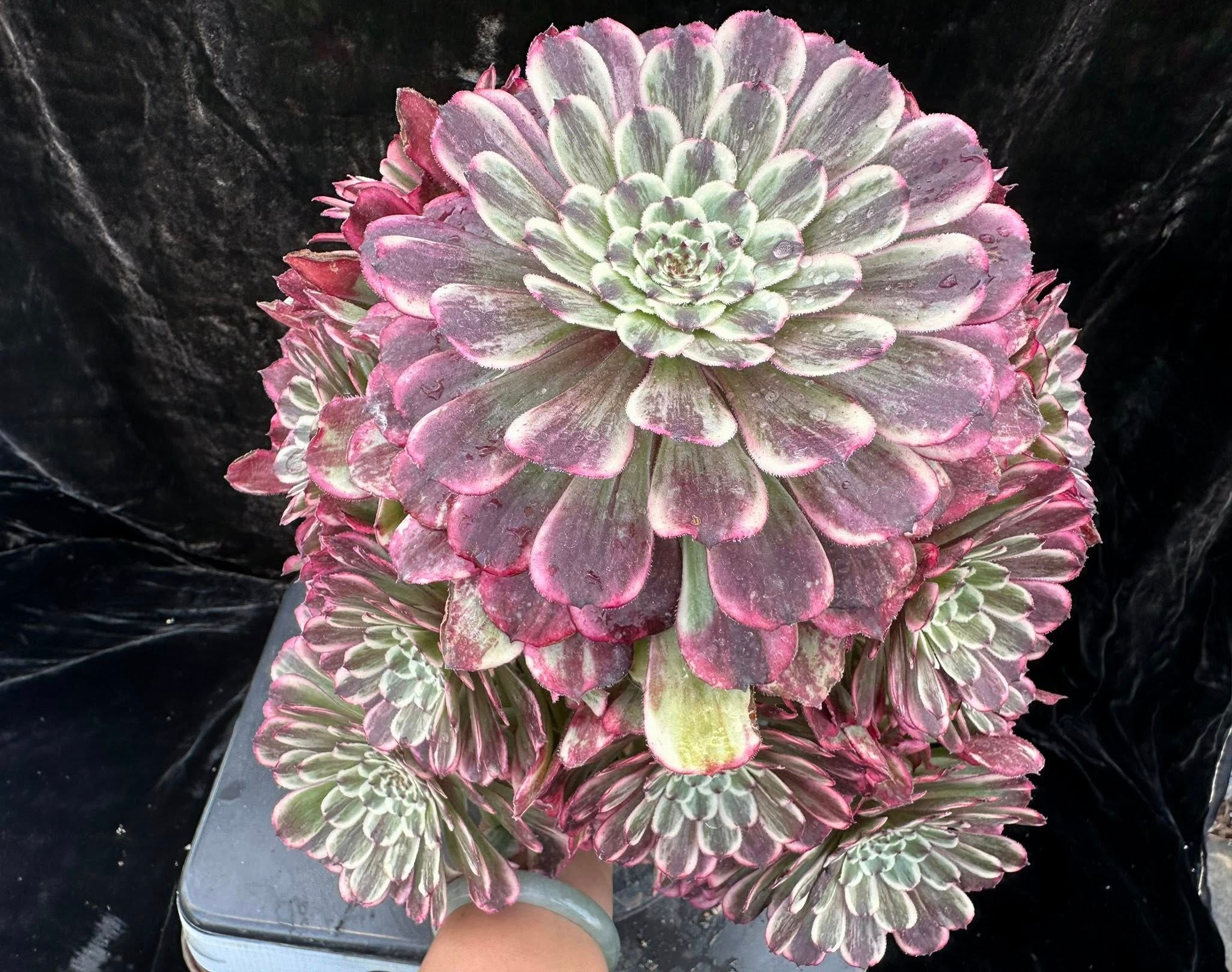 AEONIUM-UNIQUE 1-ENAMEL COLOUR VARIEGATED