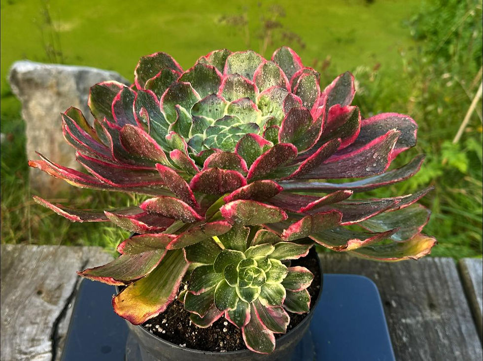 Thumbnail: AEONIUM-UNIQUE 6-DEVIL'S EYE (GRAY VOODOO) VARIEGATED