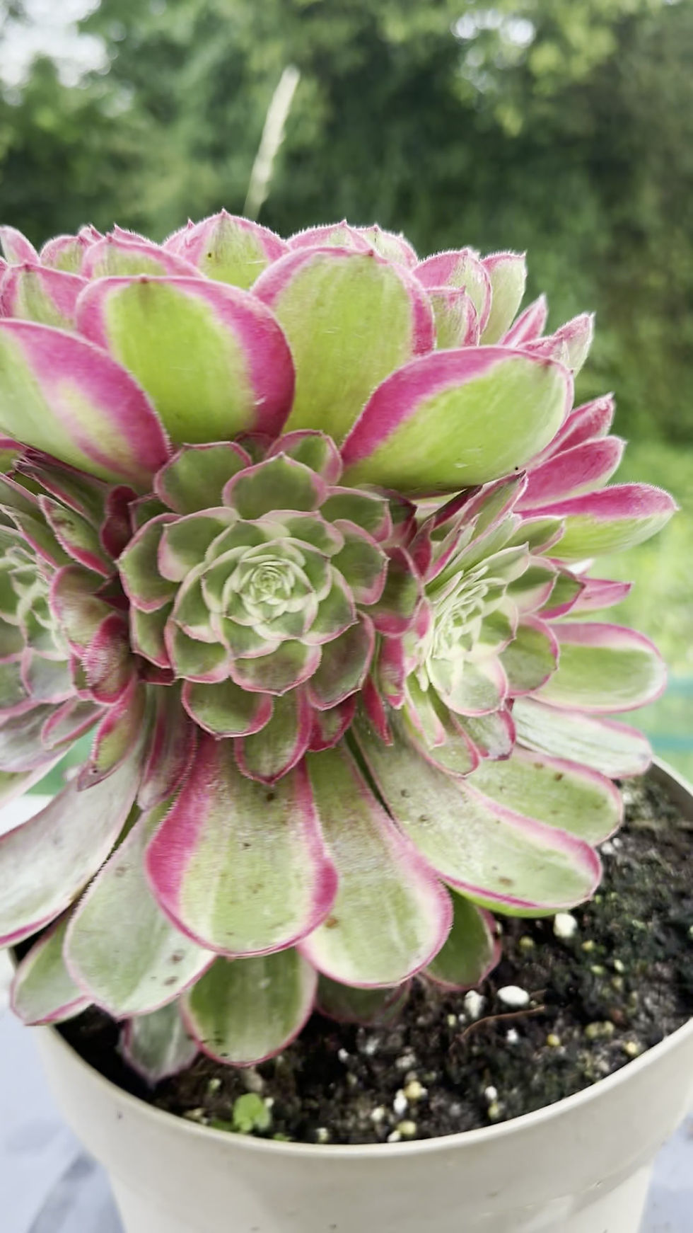 Thumbnail: AEONIUM-UNIQUE 17-PEACOCK FEATHER VARIEGATED