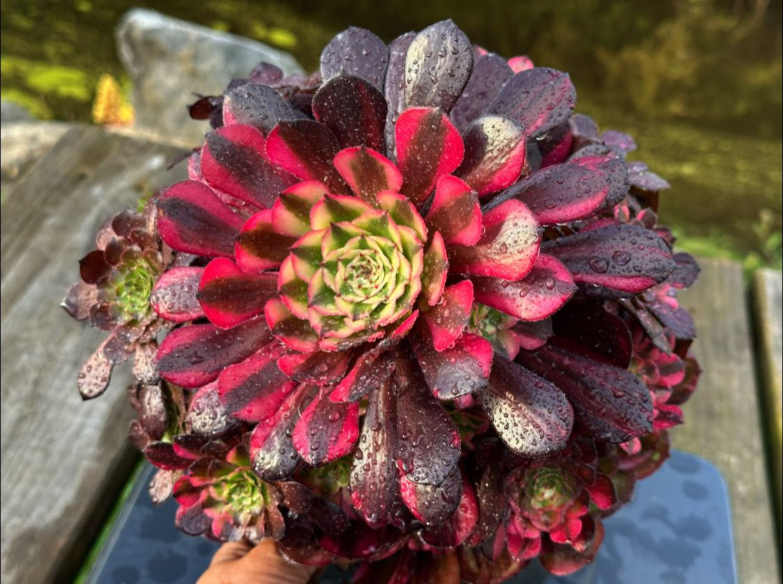 AEONIUM-UNIQUE 4-GARNET RAINBOW VARIEGATED