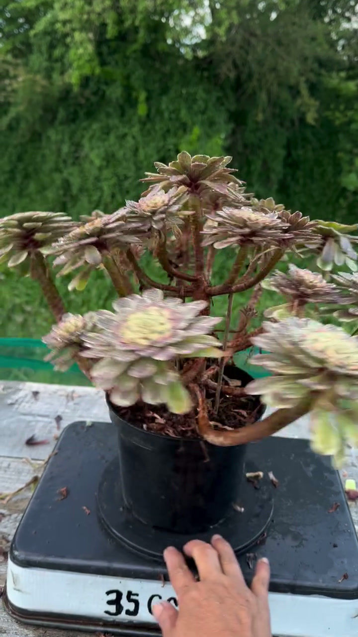 Thumbnail: 14 ON SALE-AEONIUM-UNIQUE 4-JADE RABBIT VARIEGATED