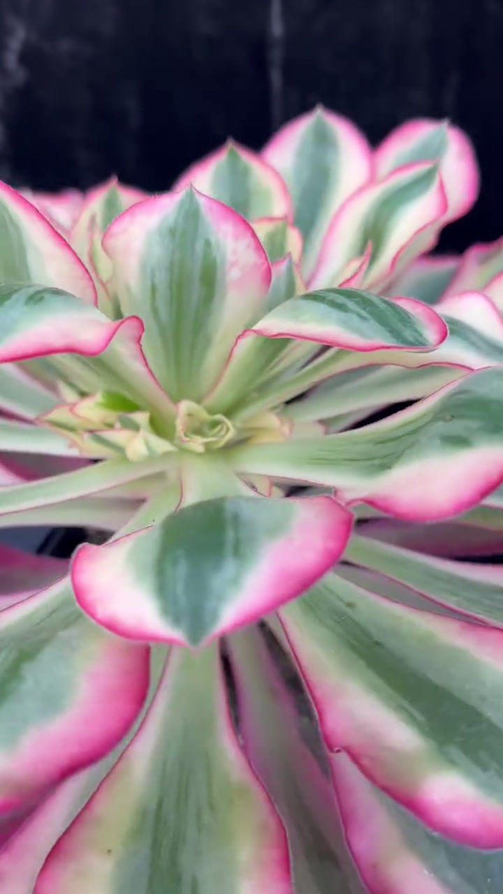 Thumbnail: AEONIUM-UNIQUE 20-NEW ALICE VARIEGATED