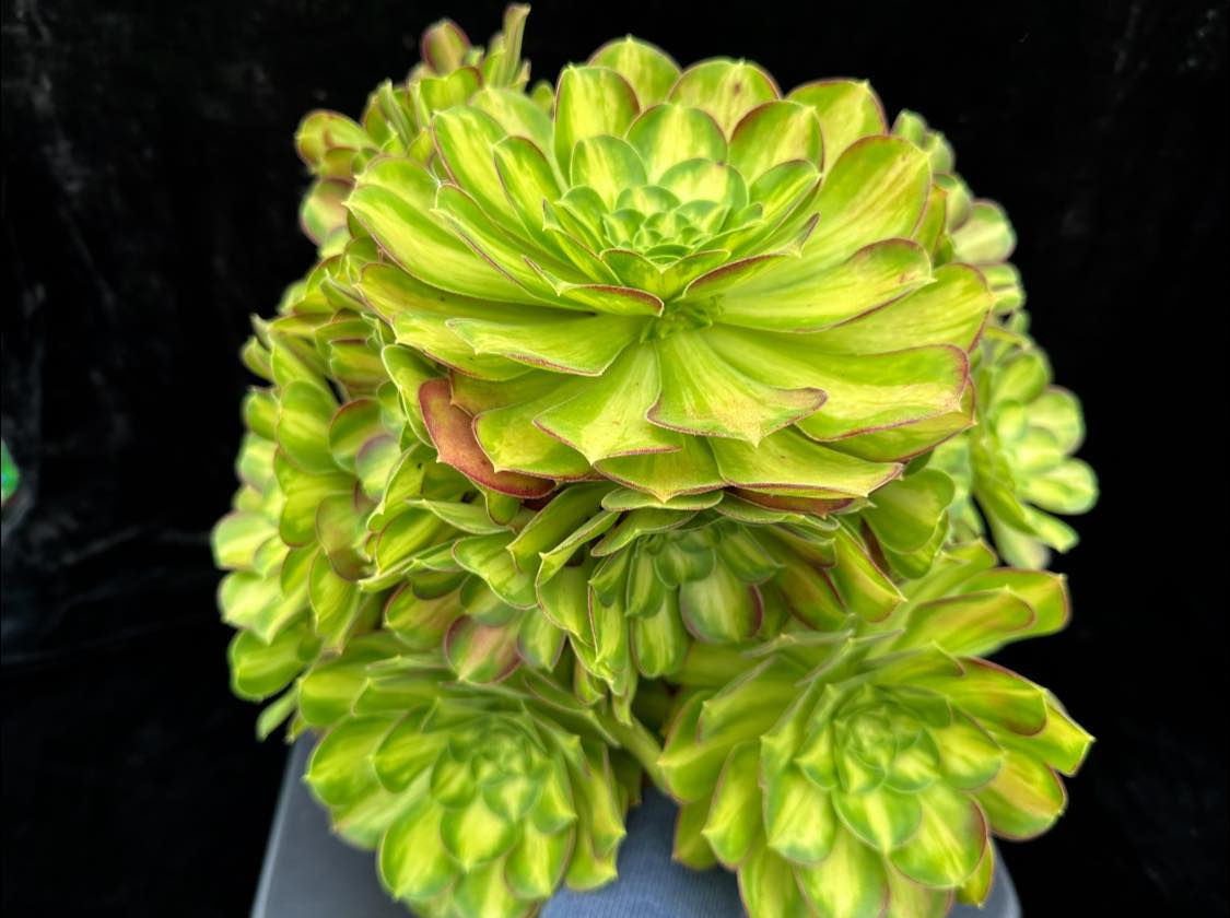 1 ON SALE-AEONIUM-UNIQUE 33-PINK WITCH YELLOW MIDDLE VARIEGATED