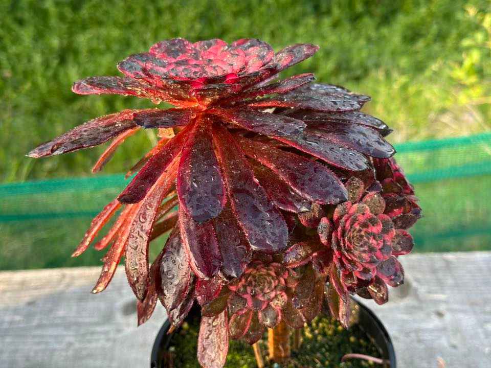 Thumbnail: AEONIUM-UNIQUE 5-PURPLE VELVET VARIEGATED