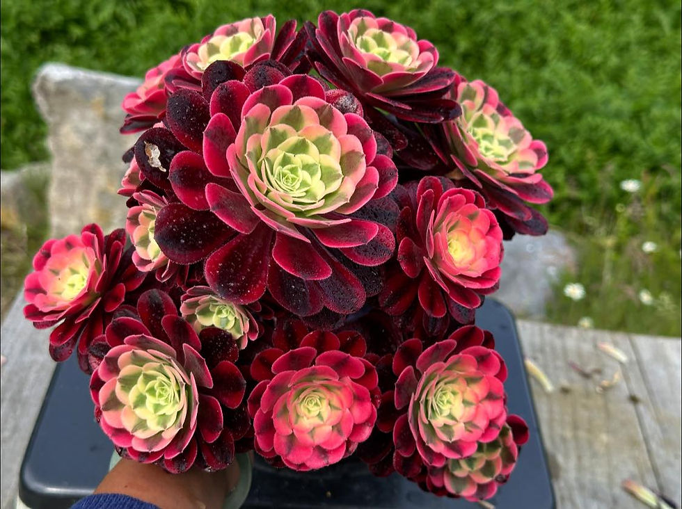 Thumbnail: AEONIUM-UNIQUE 19-MEDUSA VARIEGATED