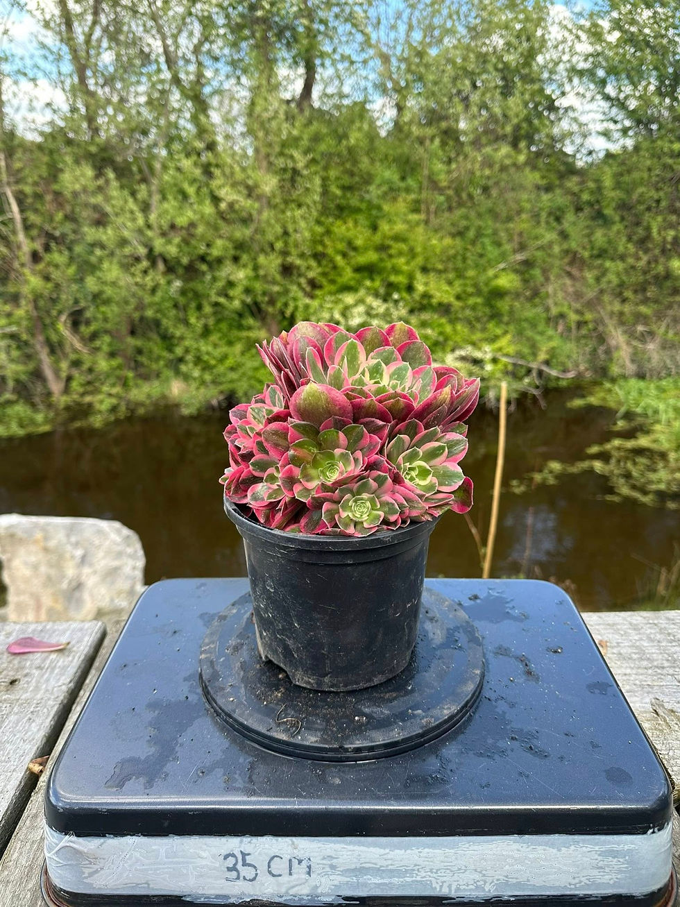 Thumbnail: AEONIMU-UNIQUE 4-PINK LADY VARIEGATED