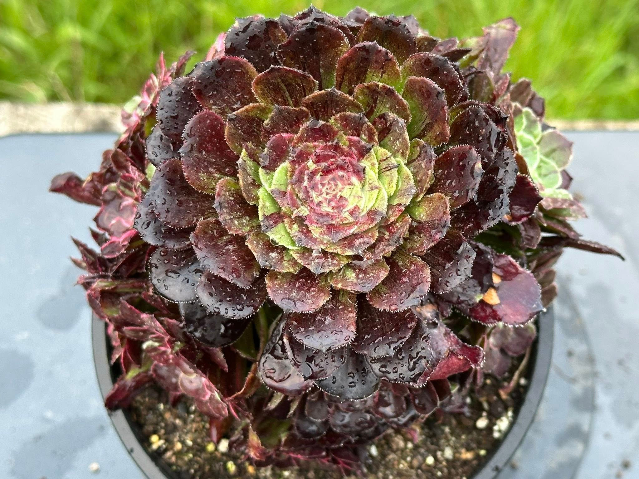 AEONIUM-UNIQUE 1-MORANDI VARIEGATED