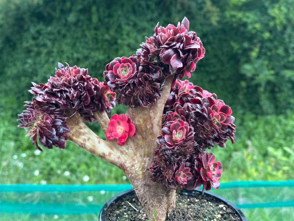 AEONIUM-UNIQUE 44-MEDUSA VARIEGATED CRESTED