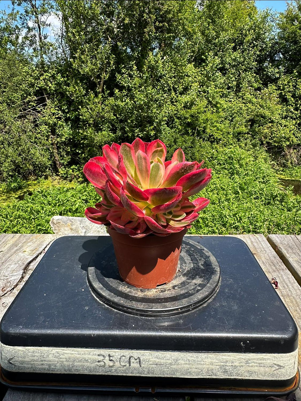 Thumbnail: AEONIUM-UNIQUE 8-MOON FAIRY VARIEGATED