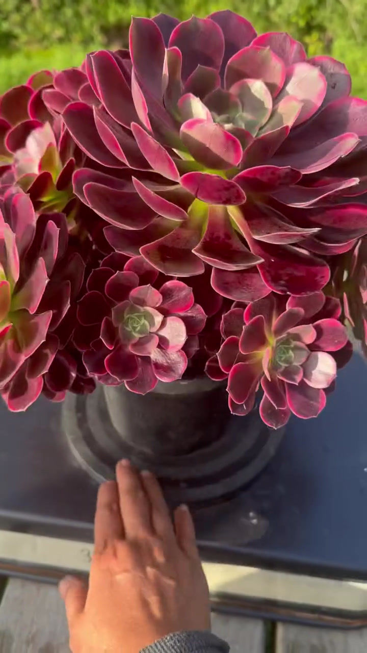 Thumbnail: AEONIUM-UNIQUE 10-WEDDING DRESS VARIEGATED