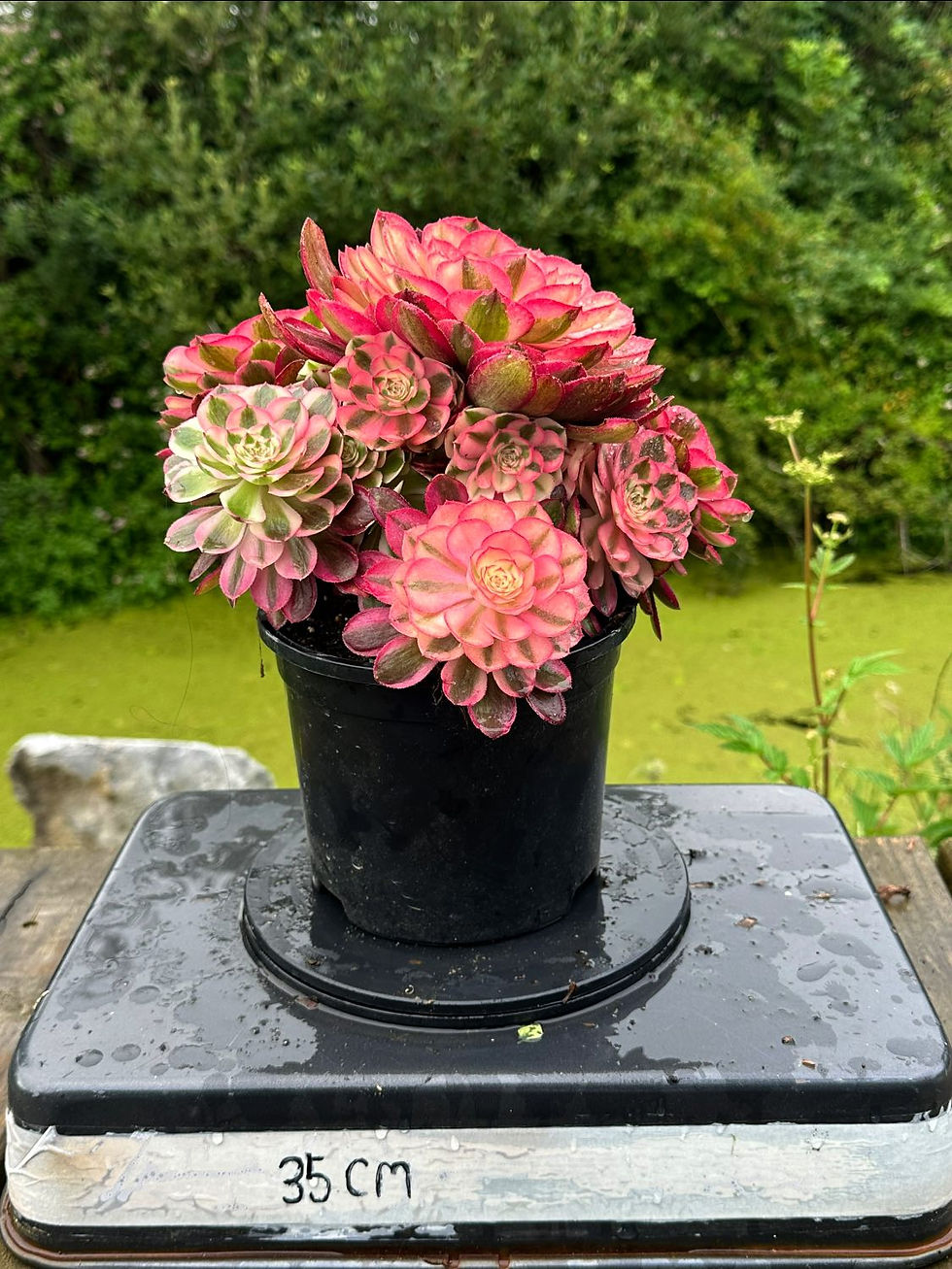 Thumbnail: AEONIUM-UNIQUE 6-YUZI VARIEGATED (GREEN HALLOWEEN WHITE)