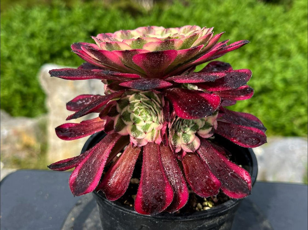 Thumbnail: AEONIUM-UNIQUE 6-RUBY VARIEGATED