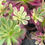 Thumbnail: 4 ON SALE-AEONIUM-UNIQUE 17-WEDDING DRESS VARIEGATED