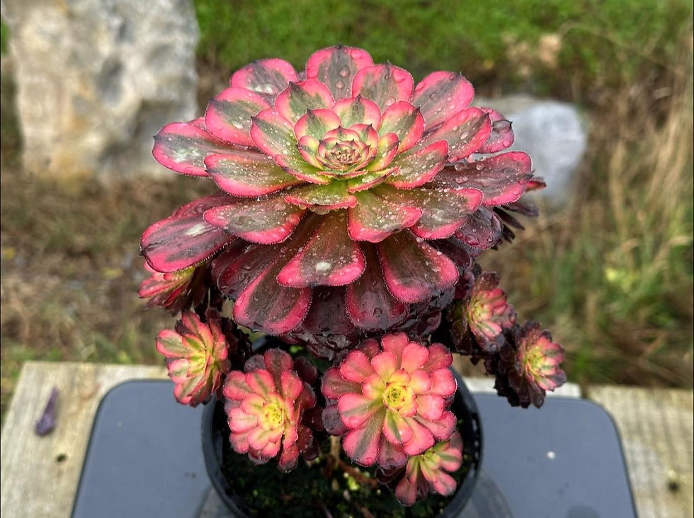 Thumbnail: AEONIUM-UNIQUE 4-BLACK TEA VARIEGATED