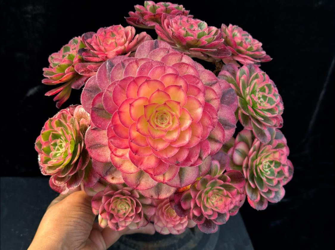 AEONIUM-UNIQUE 3-SEA GOD VARIEGATED