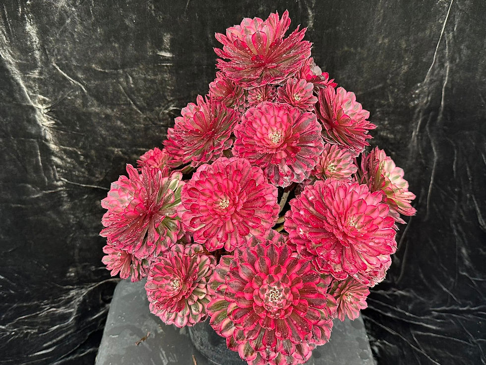 Thumbnail: AEONIUM-UNIQUE 18-MOONLIGHT VARIEGATED