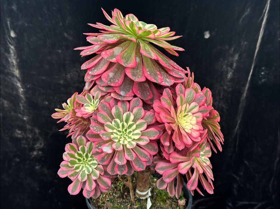 Thumbnail: AEONIUM-UNIQUE 1-PINK ZWARTKIN VARIEGATED