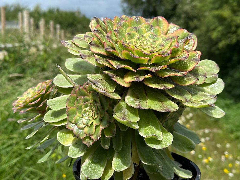 Thumbnail: AEONIUM-UNIQUE 5-CAESAR VARIEGATED