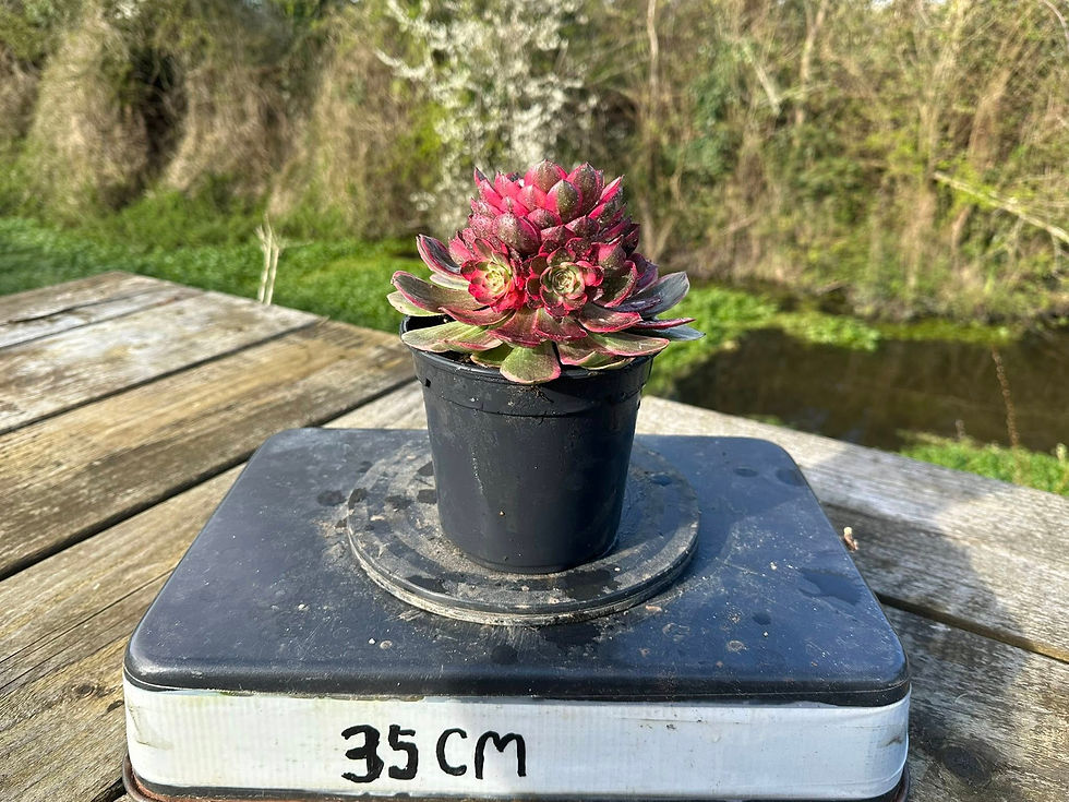 Thumbnail: AEONIUM-HONGHUALANG VARIEGATED-S