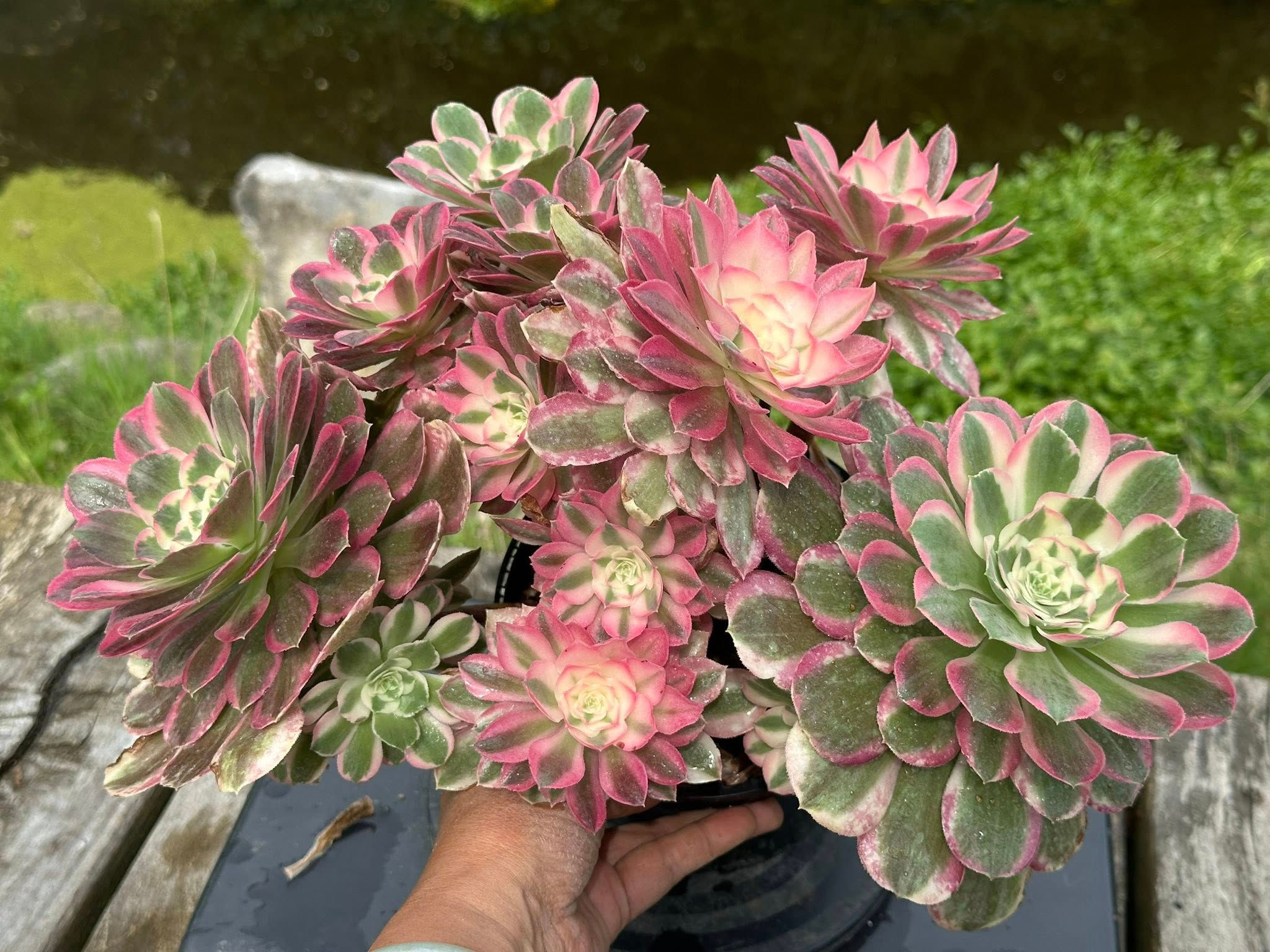 AEONIUM-UNIQUE 10-NIGHT RAKSHASA VARIEGATED
