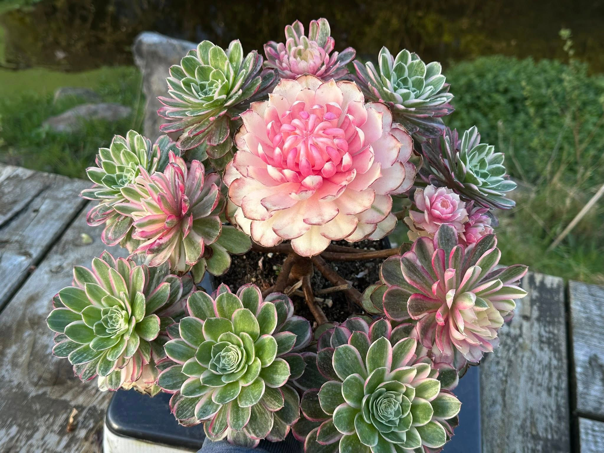 AEONIUM-UNIQUE 11-PEACOCK FEATHER VARIEGATED
