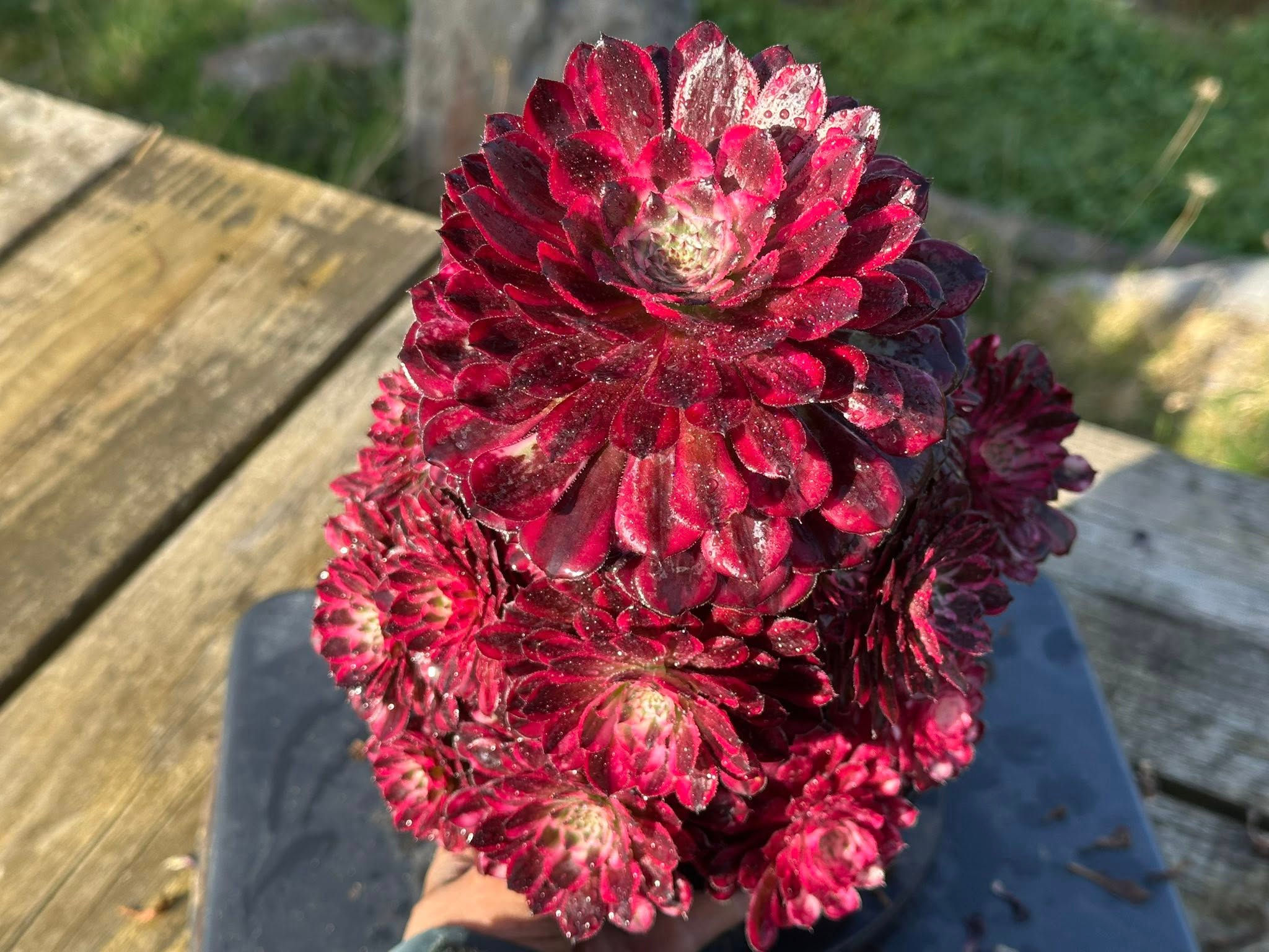 AEONIUM-UNIQUE 1-LITTLE RED RIDING HOOD VARIEGATED