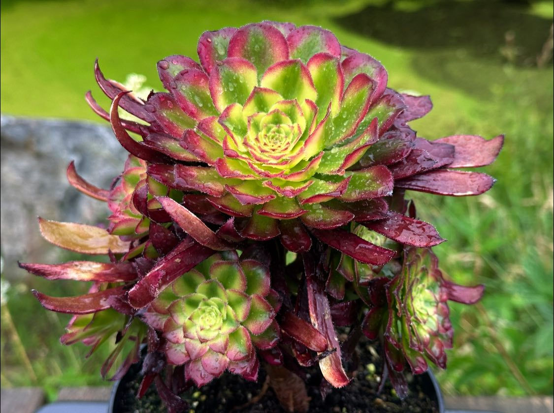 AEONIUM-UNIQUE 9-BLUEBIRD VARIEGATED