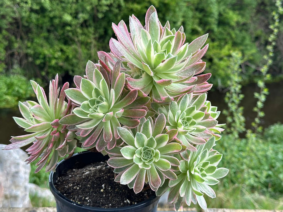 Thumbnail: AEONIUM-UNIQUE 6-PINK CRYSTAL VARIEGATED