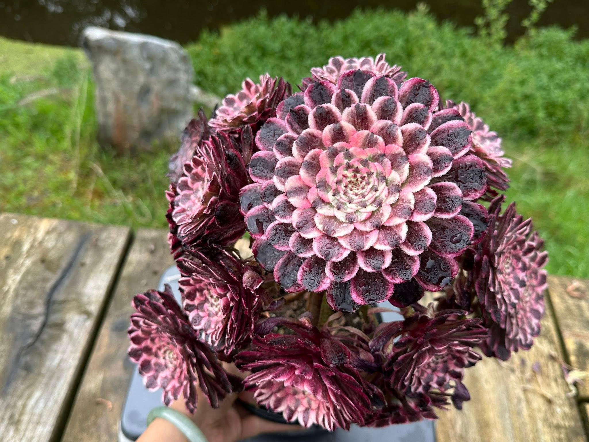 AEONIUM-UNIQUE 3-ENAMEL COLOUR VARIEGATED