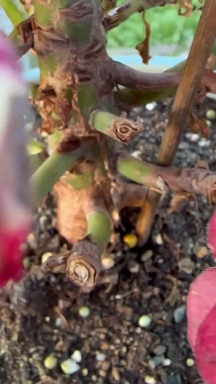 Thumbnail: AEONIUM-UNIQUE 5-CHARM ROSE VARIEGATED