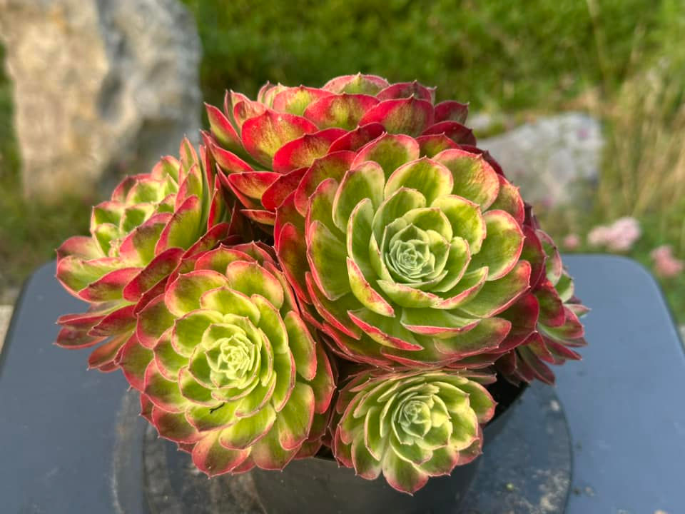 Thumbnail: AEONIUM-UNIQUE 1-YUZI VARIEGATED (GREEN HALLOWEEN WHITE)