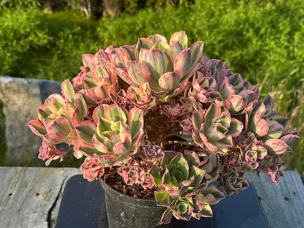 Thumbnail: AEONIUM-UNIQUE 9-MARNIERLAPOSTOLLE VARIEGATED