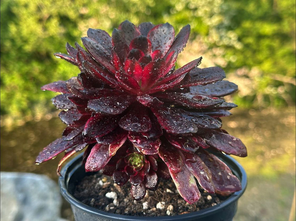 Thumbnail: AEONIUM-RED RABBIT VARIEGATED-S