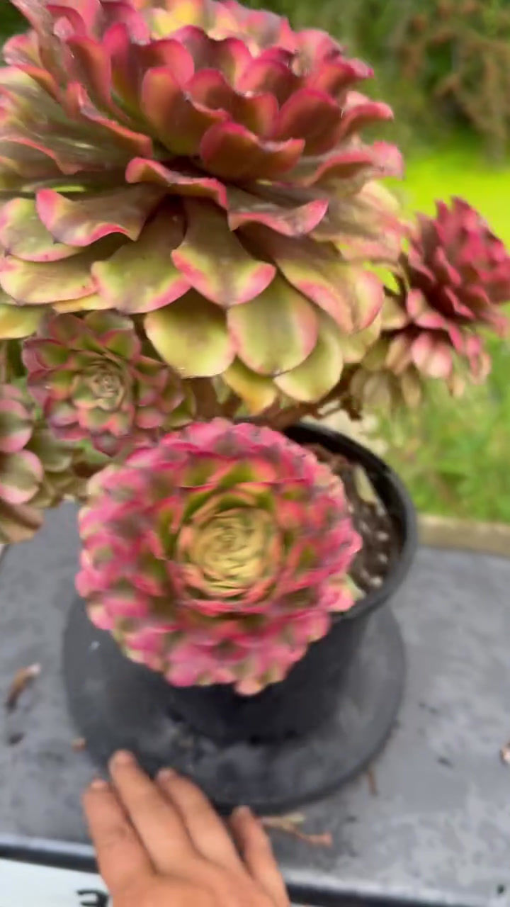 Thumbnail: AEONIUM-UNIQUE 10-CAESAR VARIEGATED (TSAR)