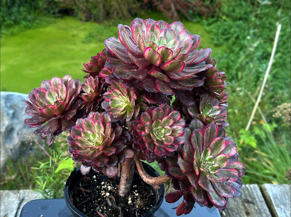 Thumbnail: AEONIUM-UNIQUE 1-PURPLE CLOUD VARIEGATED