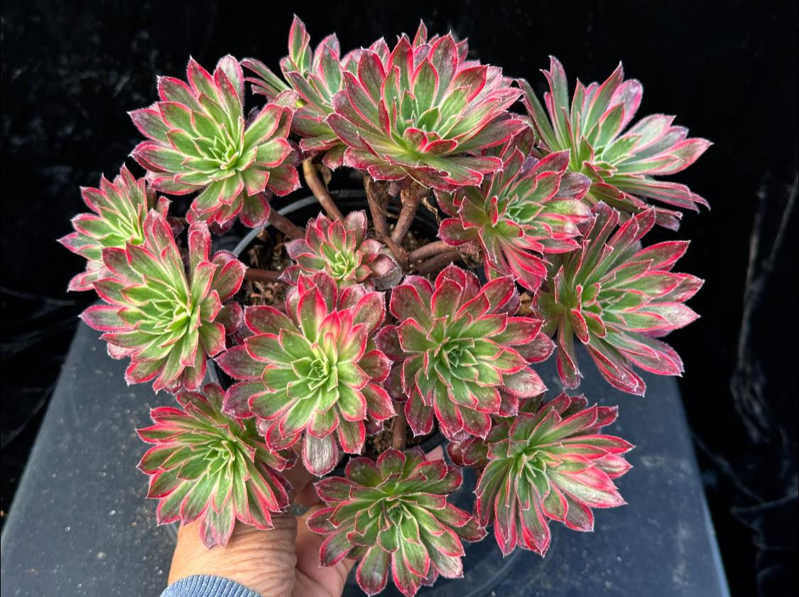 3 ON SALE-AEONIUM-UNIQUE 5-PEACOCK VARIEGATED