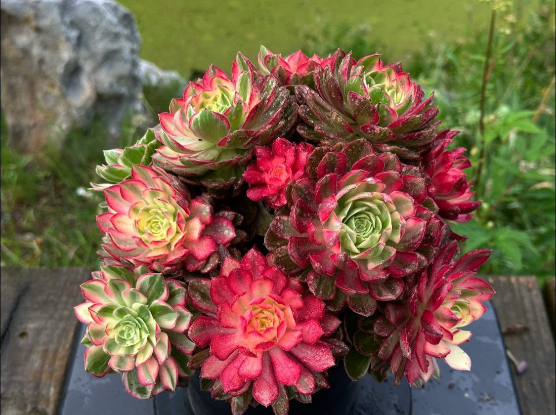 AEONIUM-UNIQUE 14-KALEIDOSCOPE  VARIEGATED