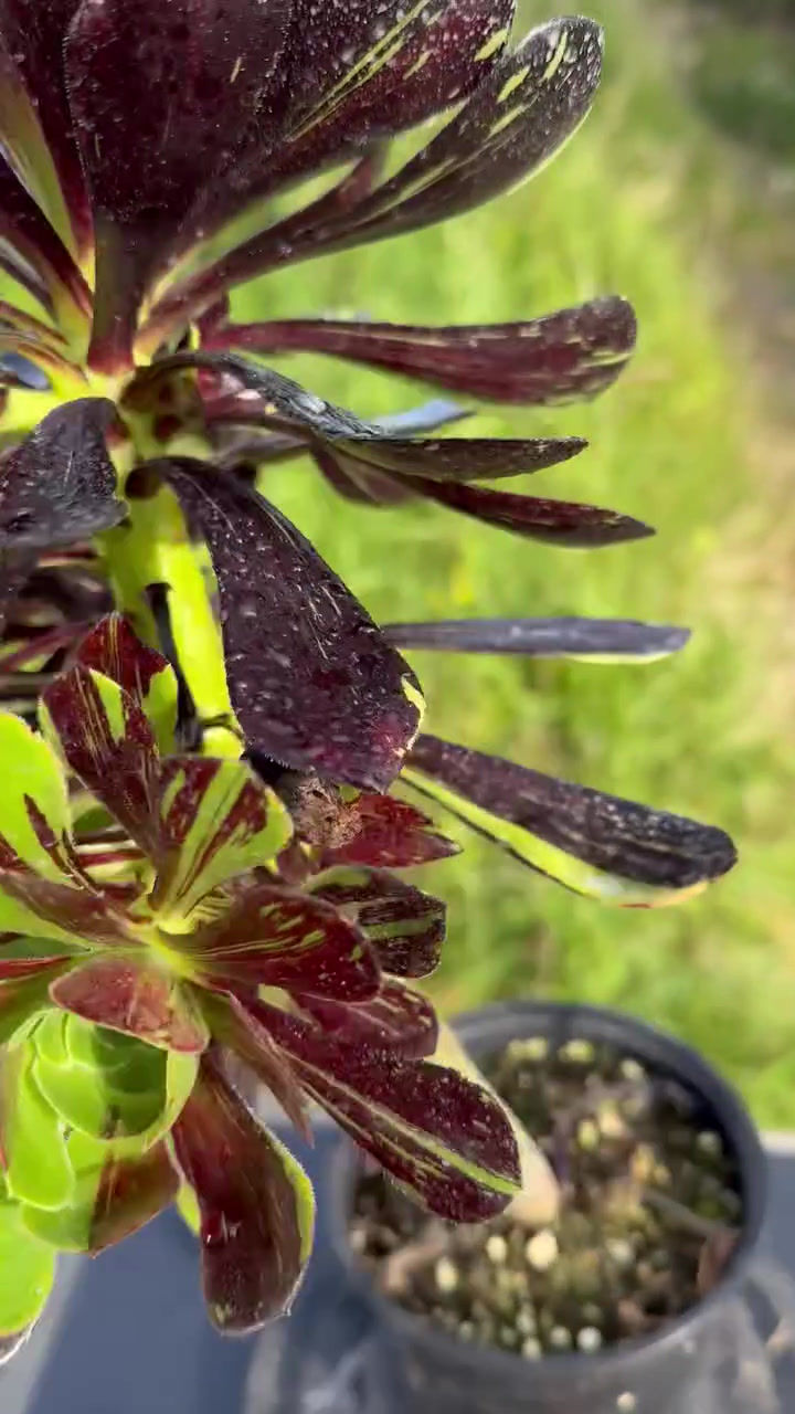 Thumbnail: AEONIUM-UNIQUE 5-ZWARTKOP BIGBANG VARIEGATED
