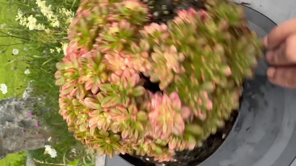 Thumbnail: AEONIUM-SEDIFOLIUM VARIEGATED-M