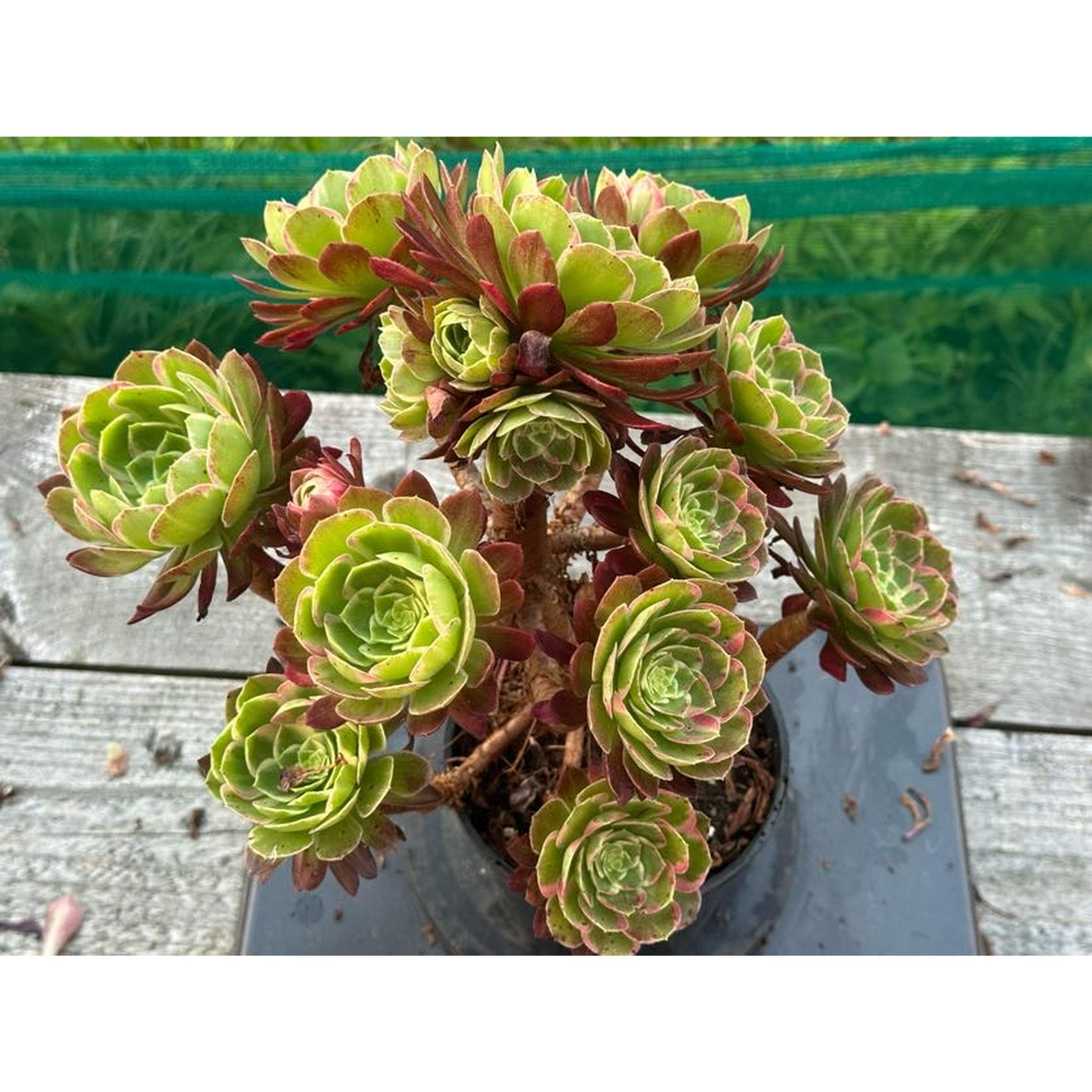 18 ON SALE-AEONIUM-UNIQUE 27-KALEIDOSCOPE VARIEGATED