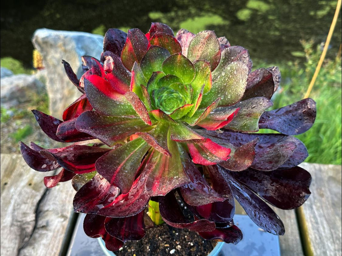 AEONIUM-UNIQUE 3-VOODOO RAINBOW VARIEGATED