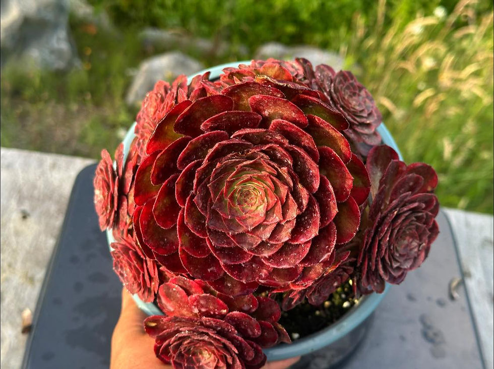 Thumbnail: AEONIUM-UNIQUE 2-RED FOX VARIEGATED