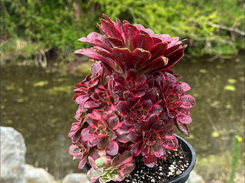 Thumbnail: UNIQUE 2-GREENOVIA CHARM VARIEGATED