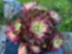 Thumbnail: AEONIUM-UNIQUE 3-BERRY VARIEGATED