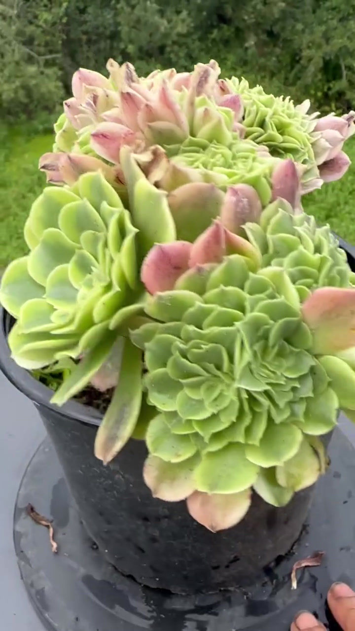 Thumbnail: AEONIUM-UNIQUE 17-GREEN MEDUSA VARIEGATED CRESTED